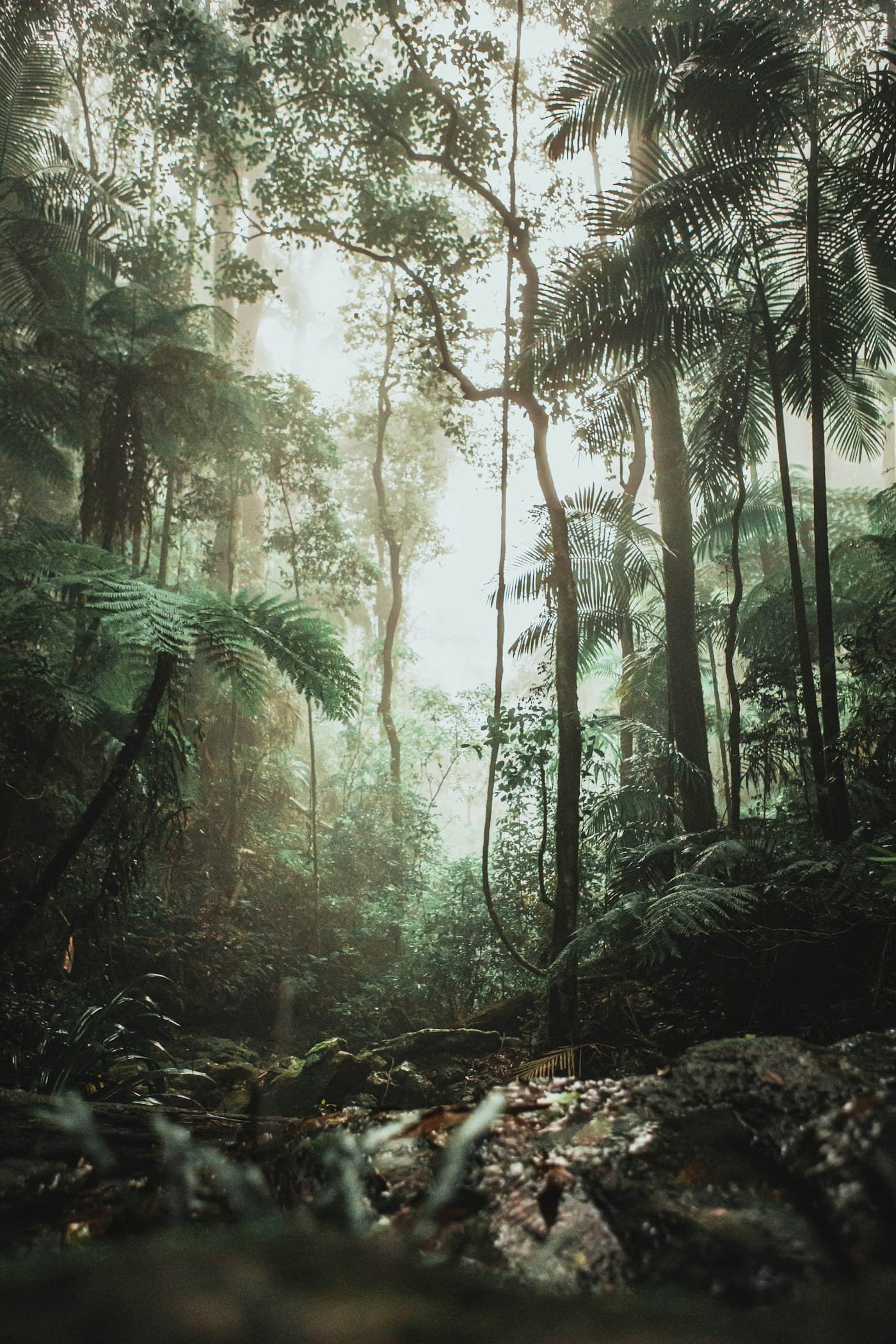 Sunlight filtering through a misty rainforest