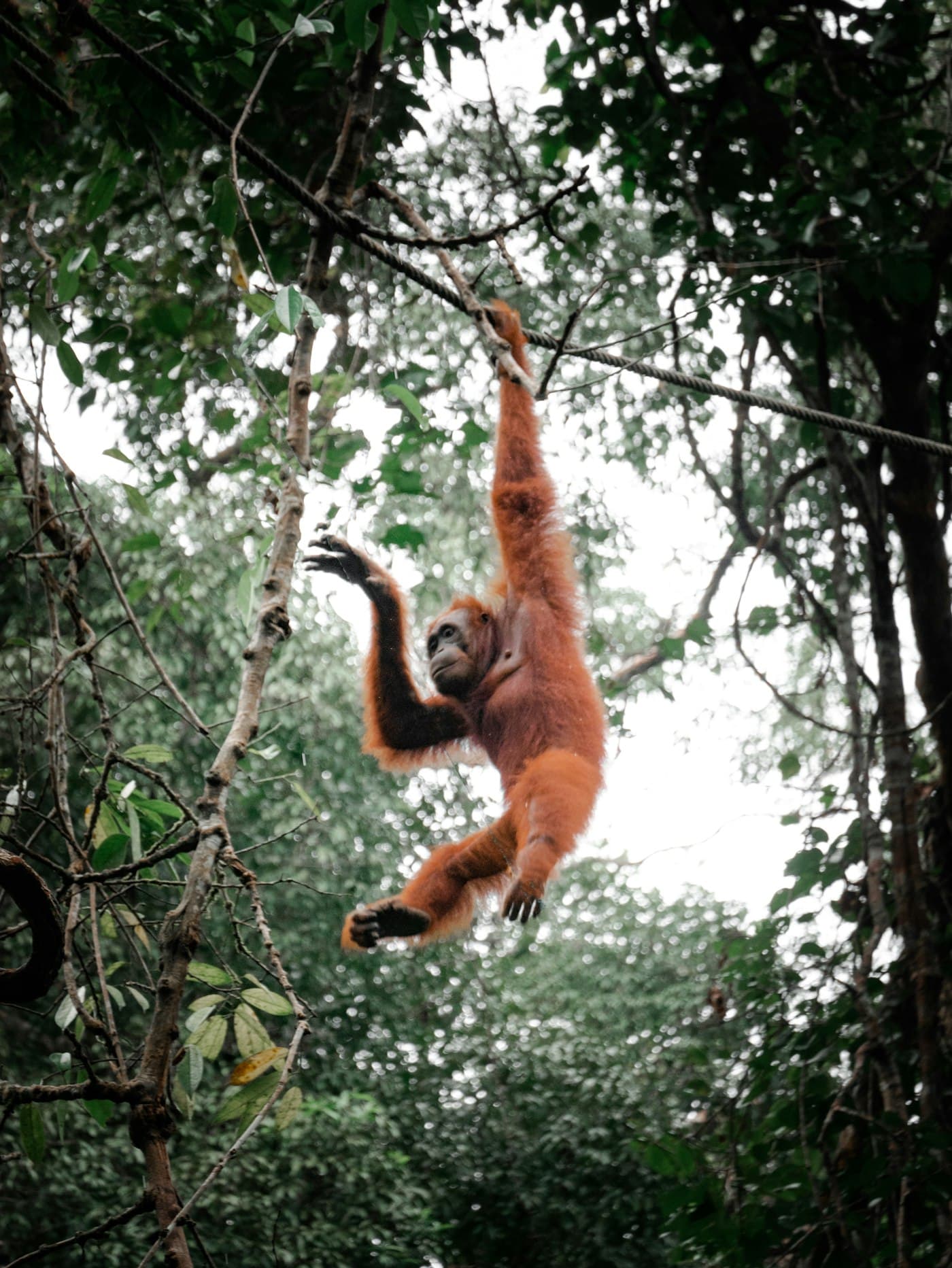 A wild orangutan swinging through forest trees