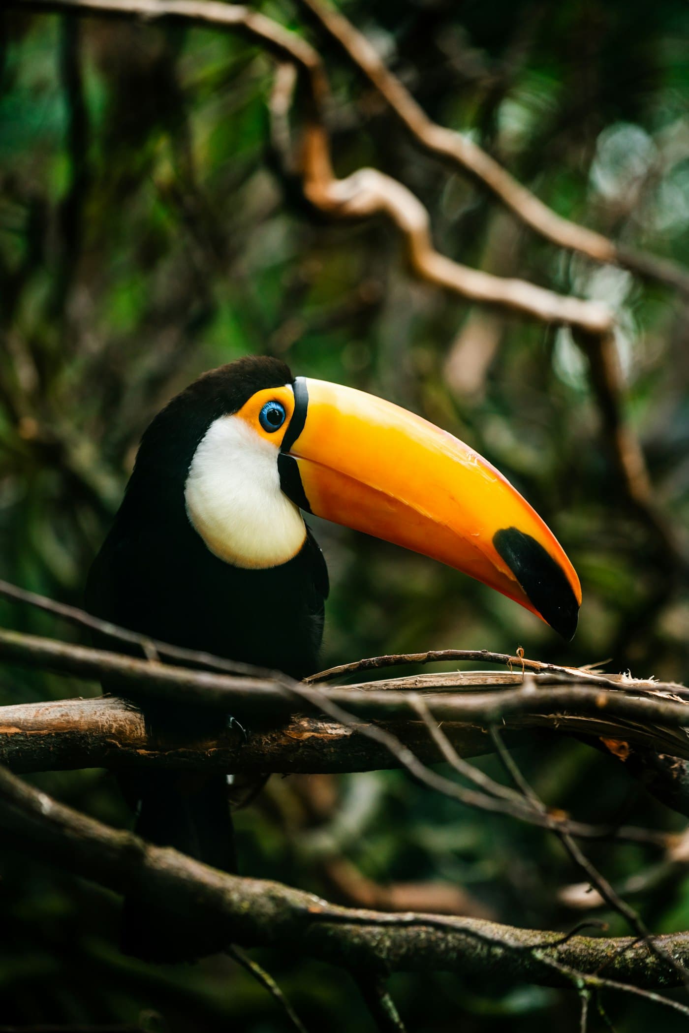 A toucan perched in the rainforest